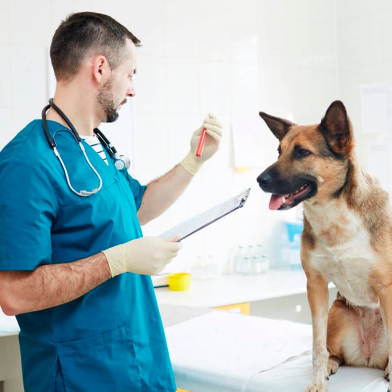 Auxiliar de Veterinário